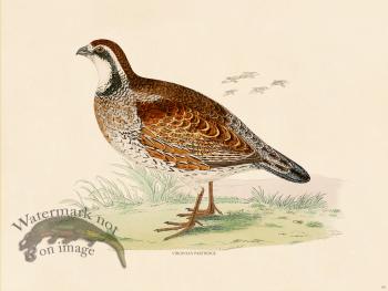 09 BGB VIRGINIAN PARTRIDGE